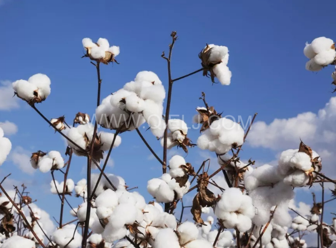 棉籽油精煉設備，充分脫離棉酚生產健康營養油(圖1)